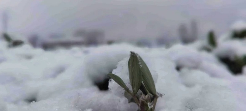 今冬初雪 順問“你”冬安